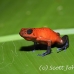 frog_dart_poison_tar_h_0716_cos1047.jpg